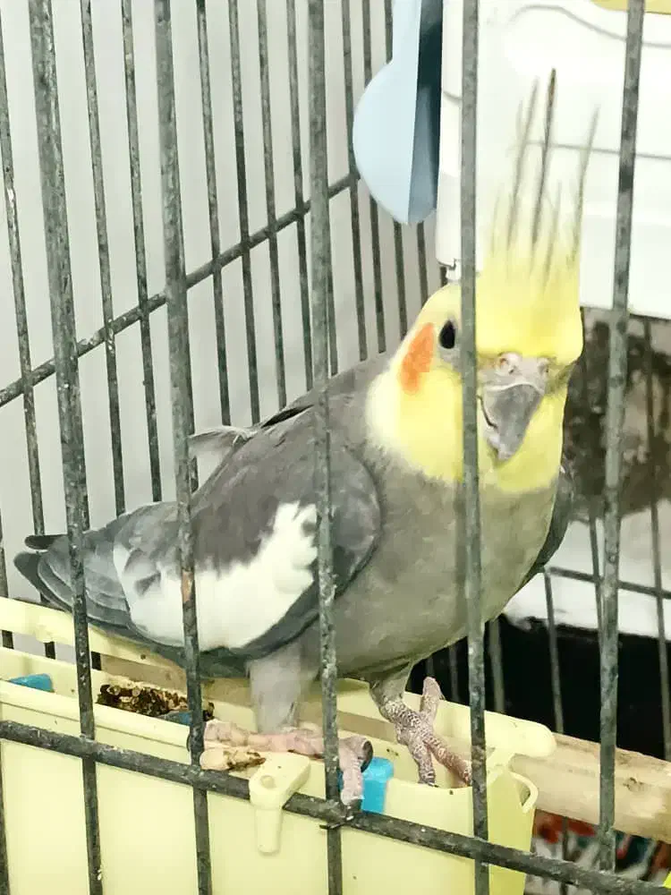 طوطی|پرنده|خرمشهر, |دیوار