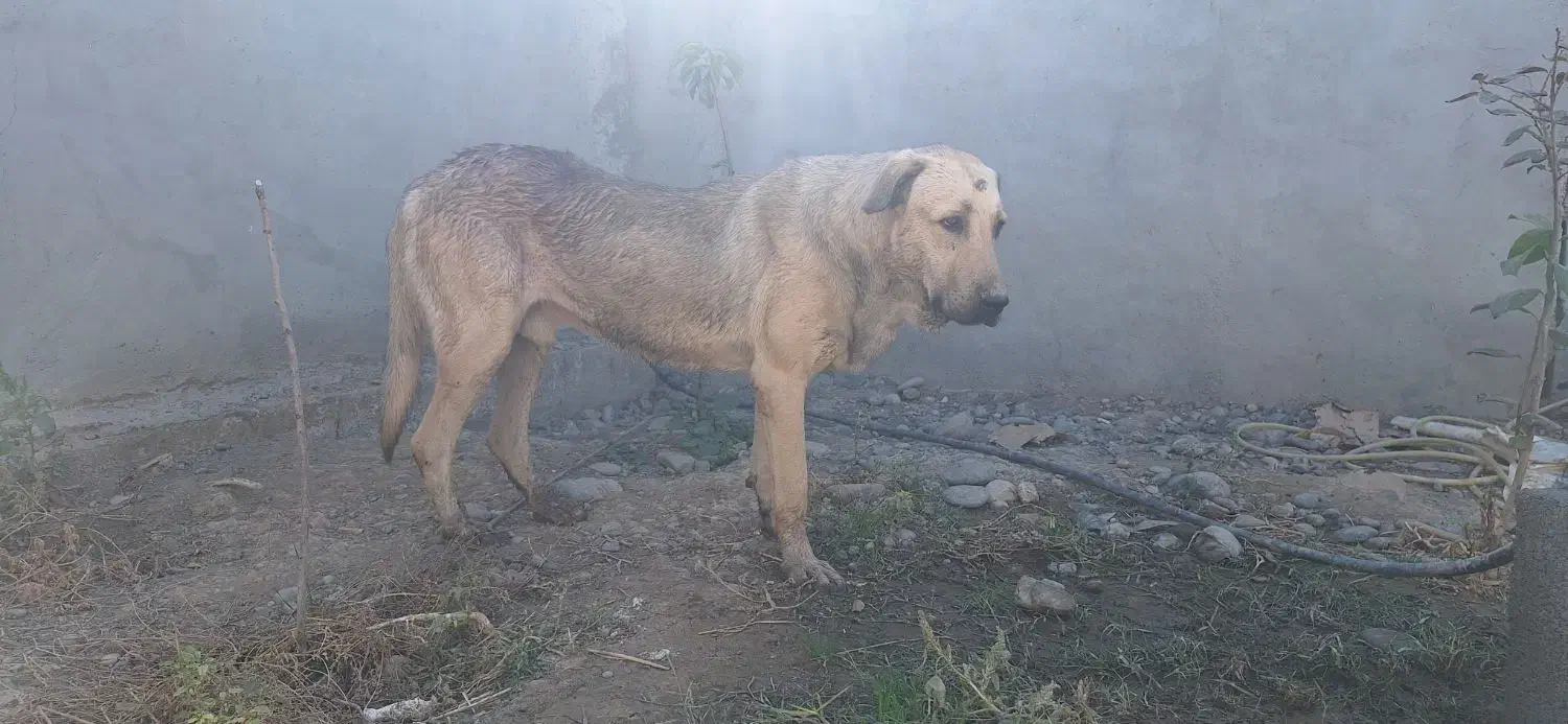 سگ پژدر|سگ|اردبیل, |دیوار