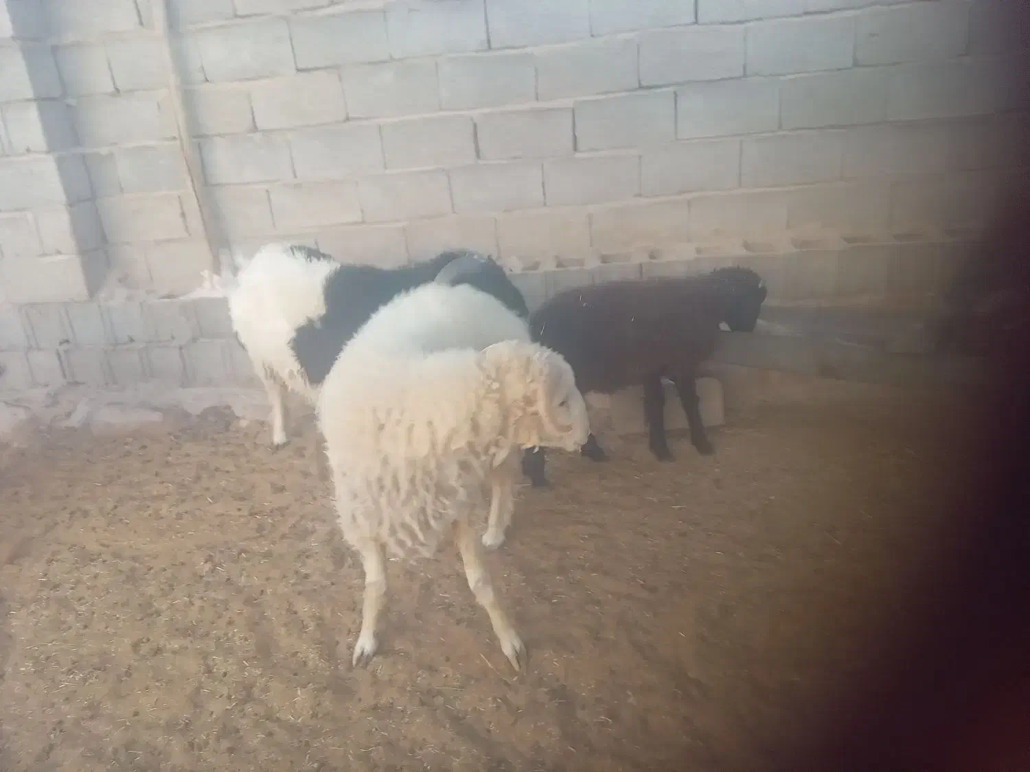 بره میش|حیوانات مزرعه|جهرم, |دیوار
