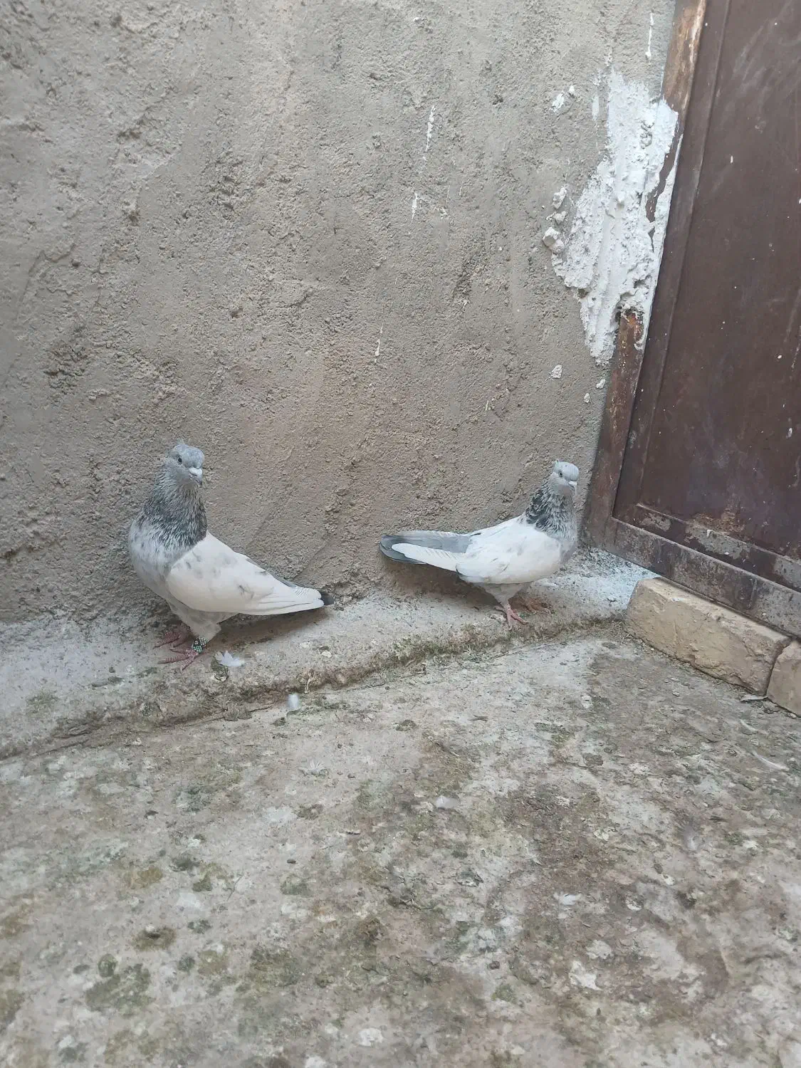 سینه ابی|پرنده|مرودشت, کناره|دیوار