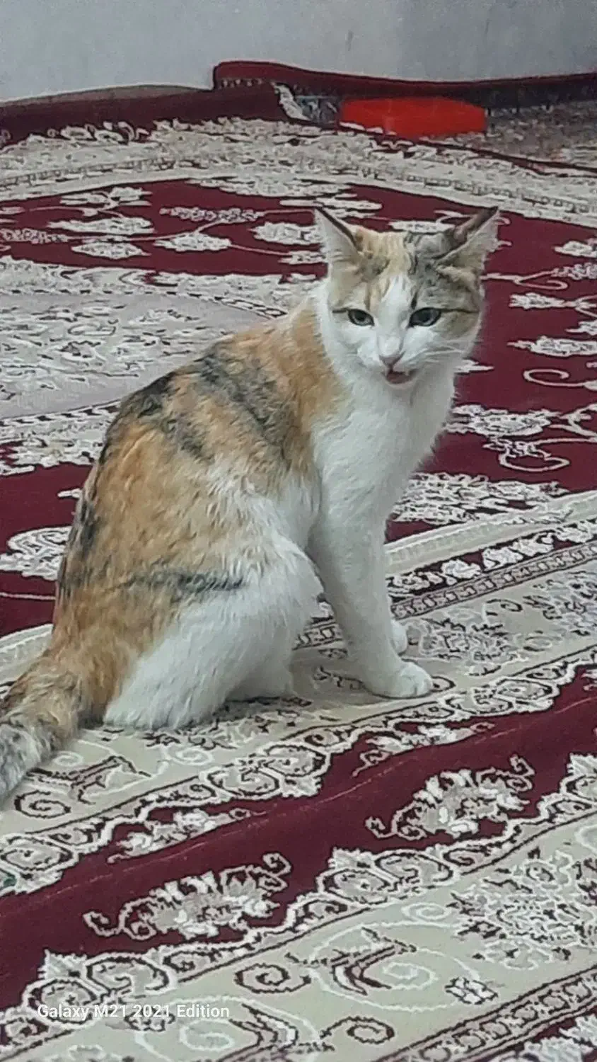 گربه|گربه|ابهر, |دیوار