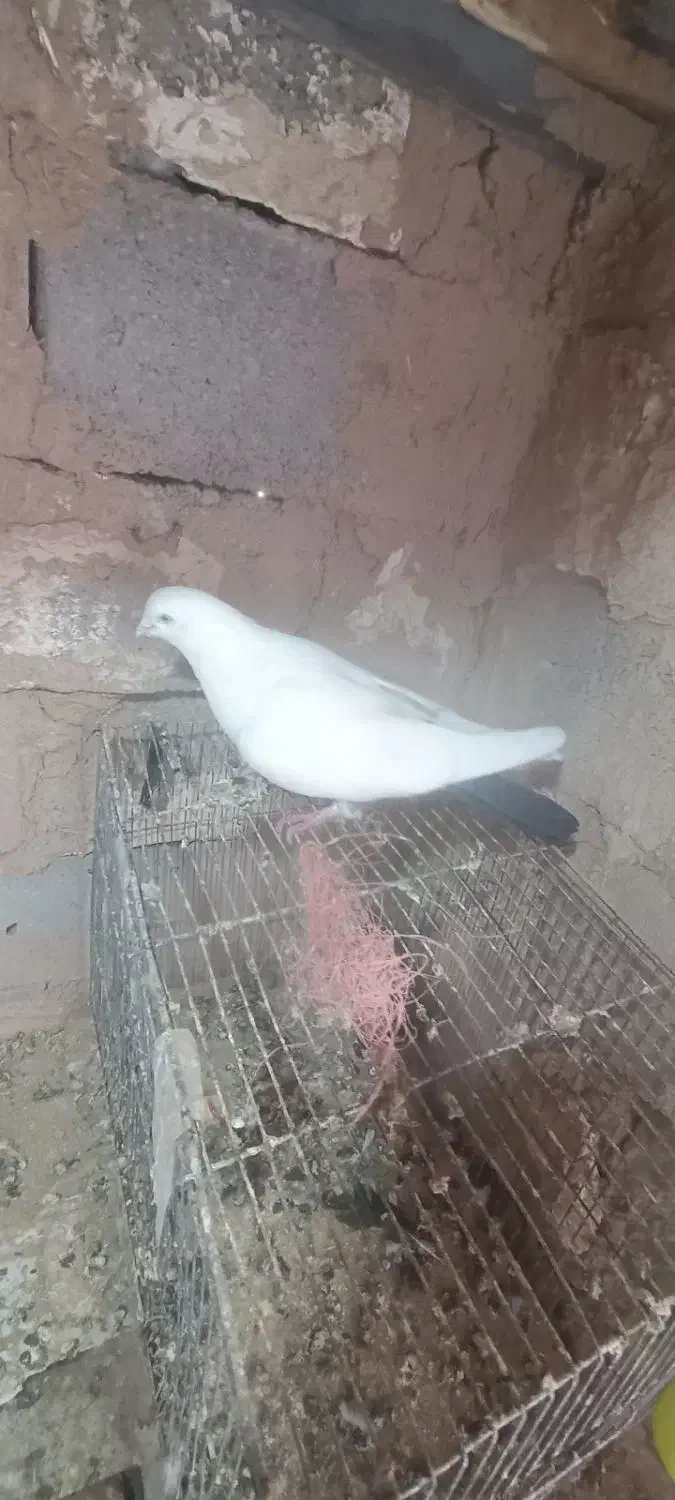 ۴عدد کبوتر پرشی کله ای ها جفت اون یکی ها نر|پرنده|بکتاش, |دیوار