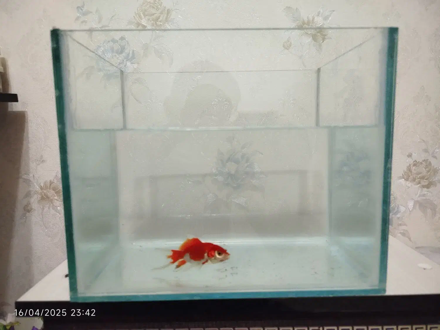 آکواریم|ماهی|بروجن, |دیوار