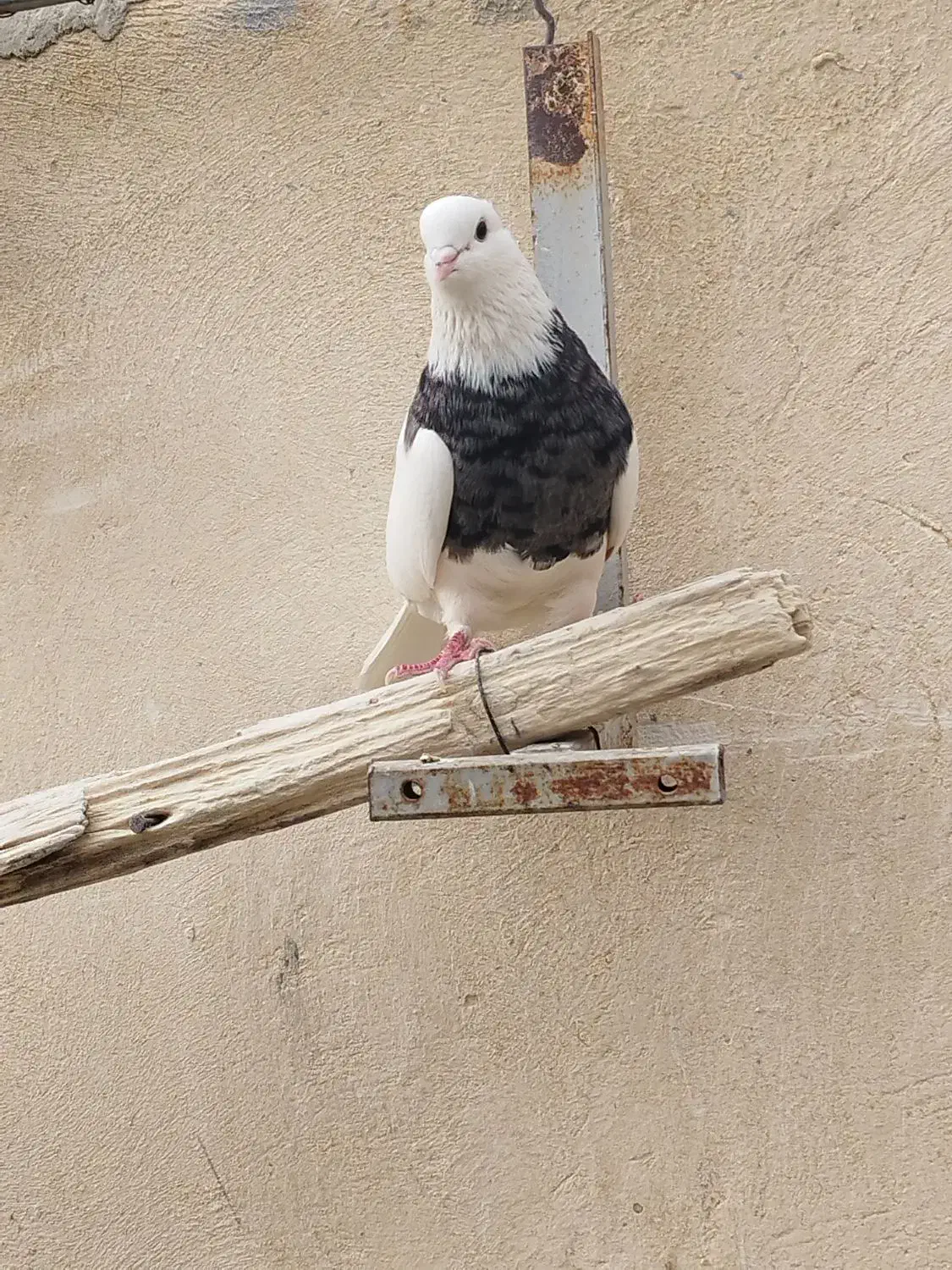 طوقی نر|پرنده|شاهین‌شهر, گرگاب|دیوار