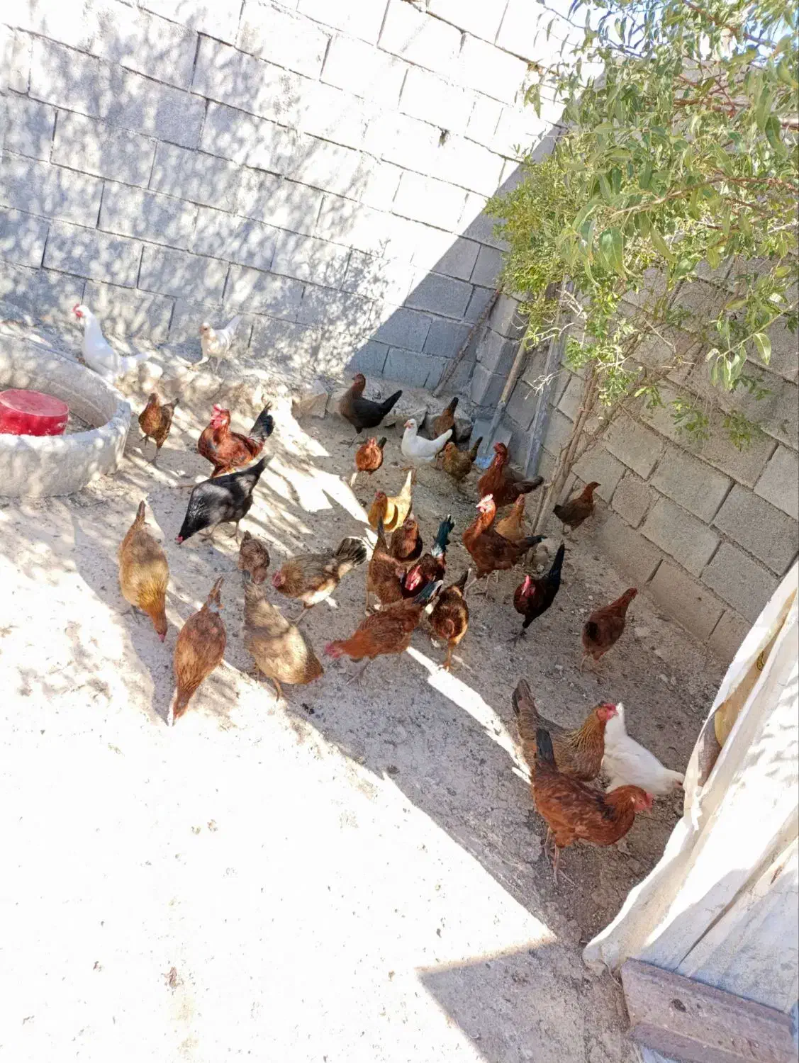 مرغ و خروس|حیوانات مزرعه|سرپل ذهاب, |دیوار