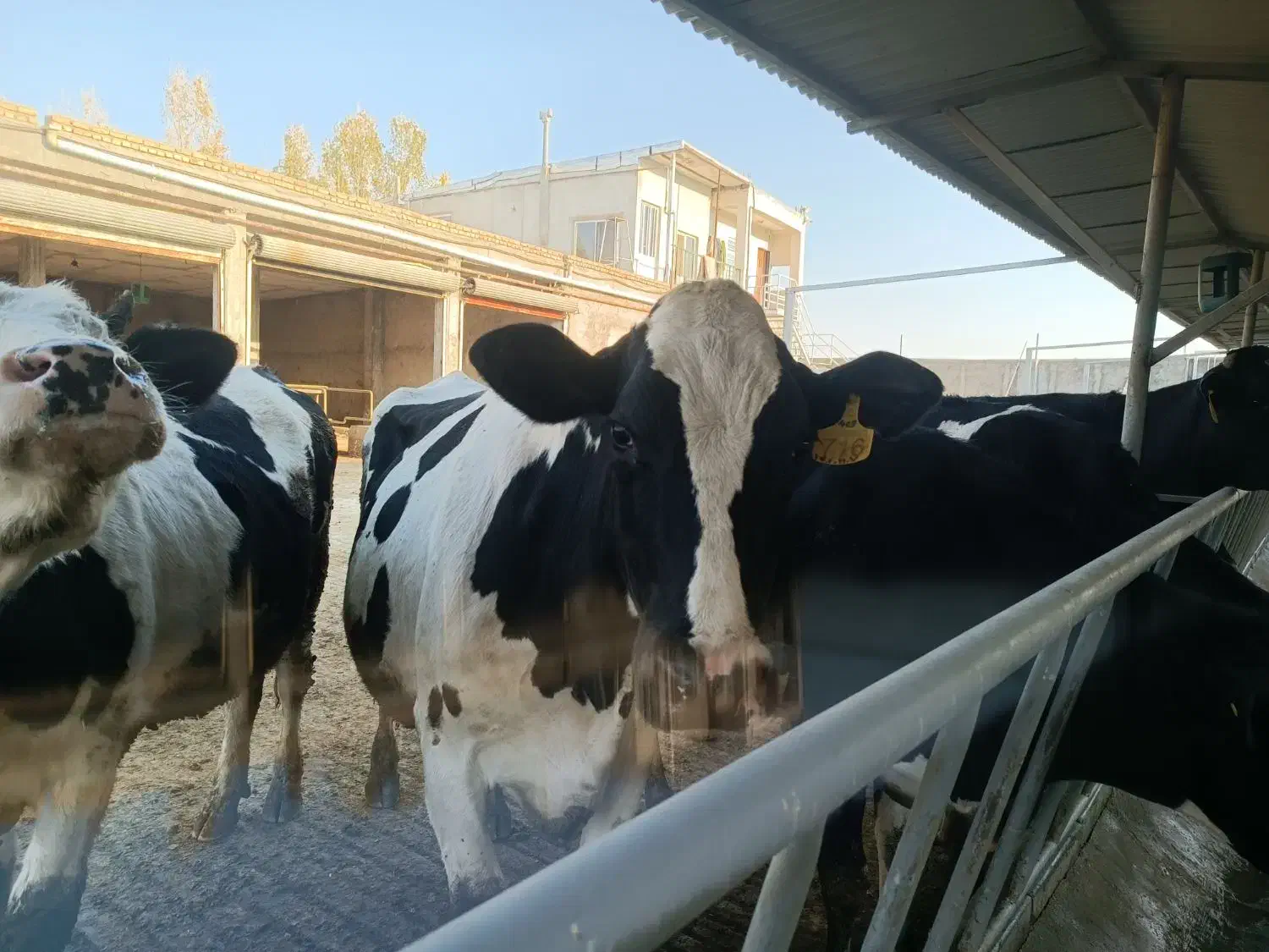 استخدام در دامداری شرکت معتبر|استخدام صنعتی، فنی، مهندسی|مشگین شهر, |دیوار