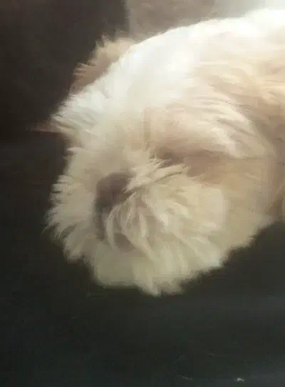 واگذاری غیر رایگان|حیوانات|دماوند, دماوند|دیوار