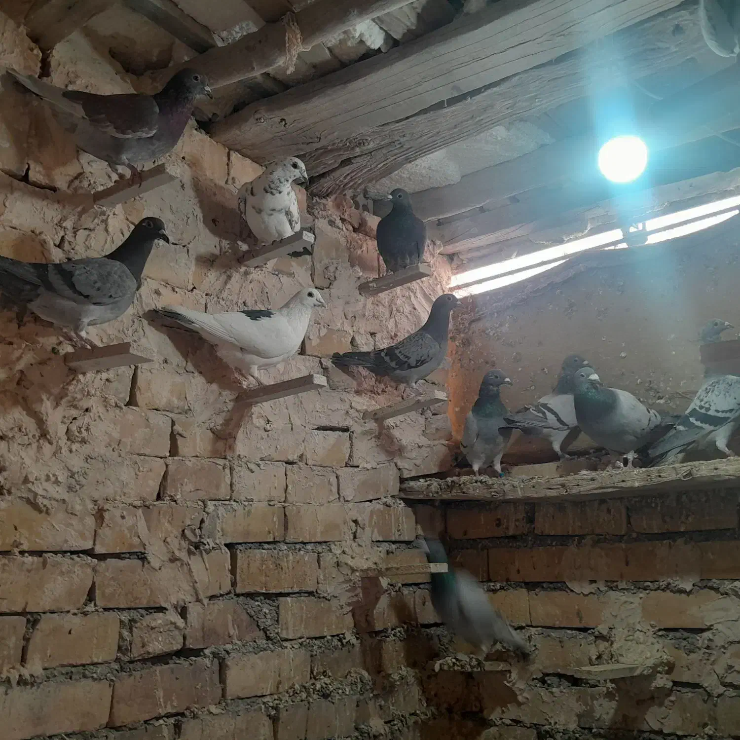 ۳۰ کبوتر پلاکی|پرنده|سده (خراسان جنوبی), |دیوار