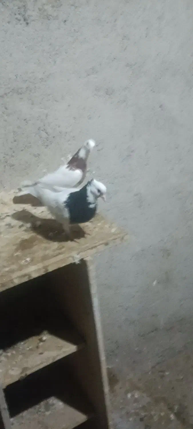 کفترطوقی|پرنده|فیروزه, |دیوار