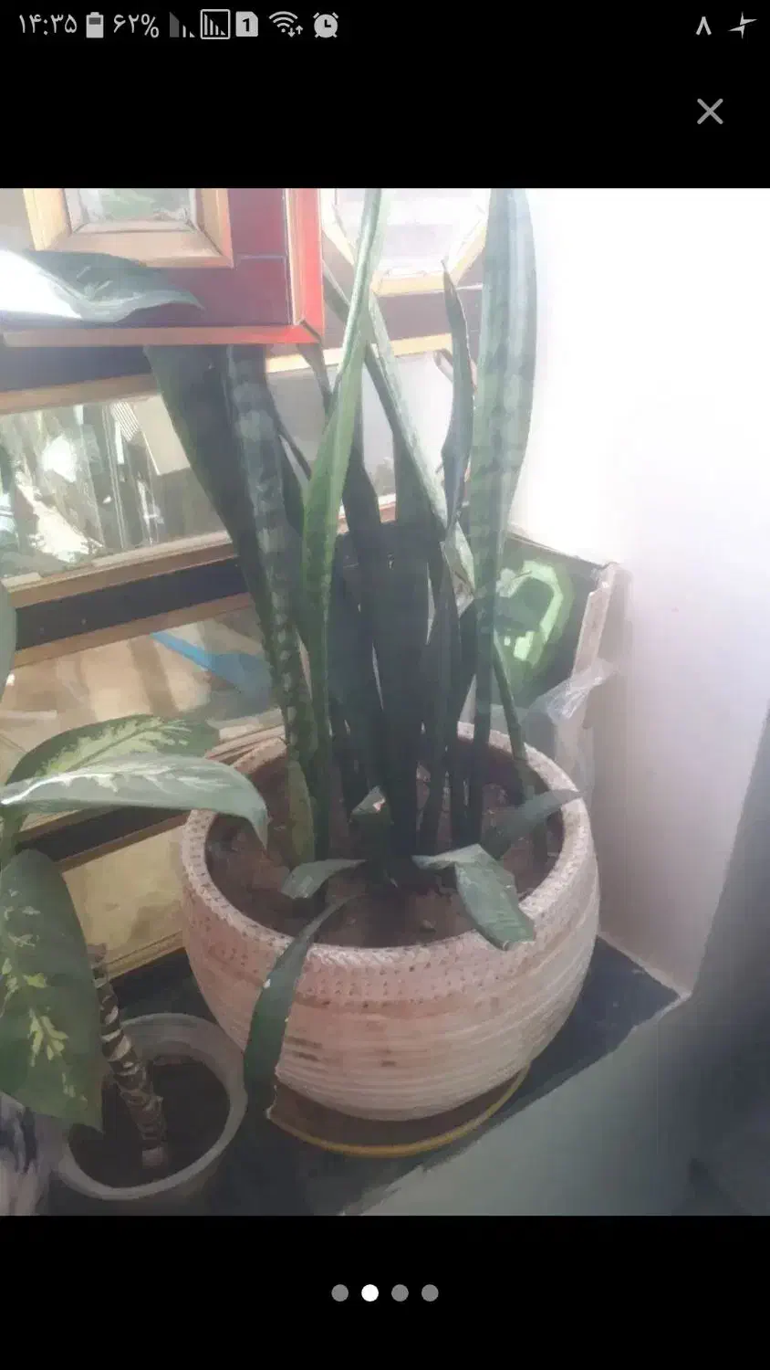 گل طبیعی|گل و گیاه طبیعی|ایلام, |دیوار