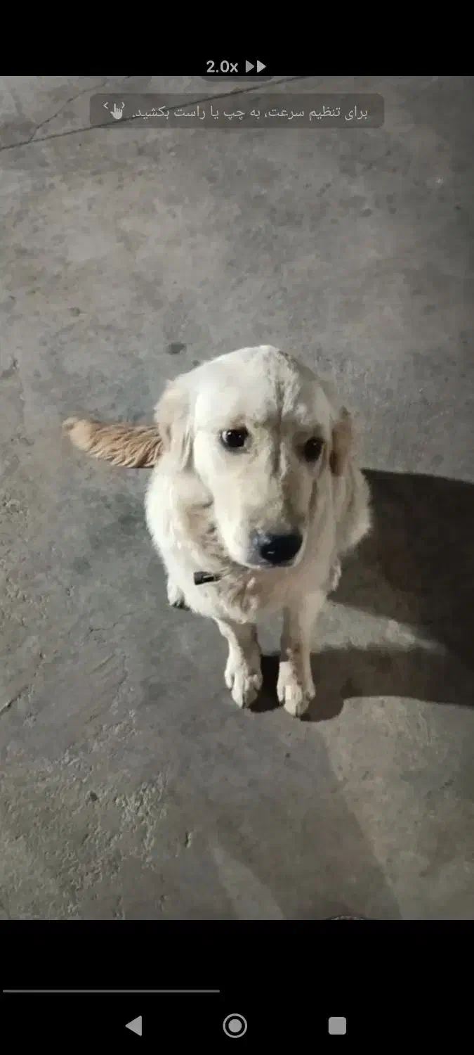 سگ گلدن بسیار باهوش|سگ|کهریزک, |دیوار