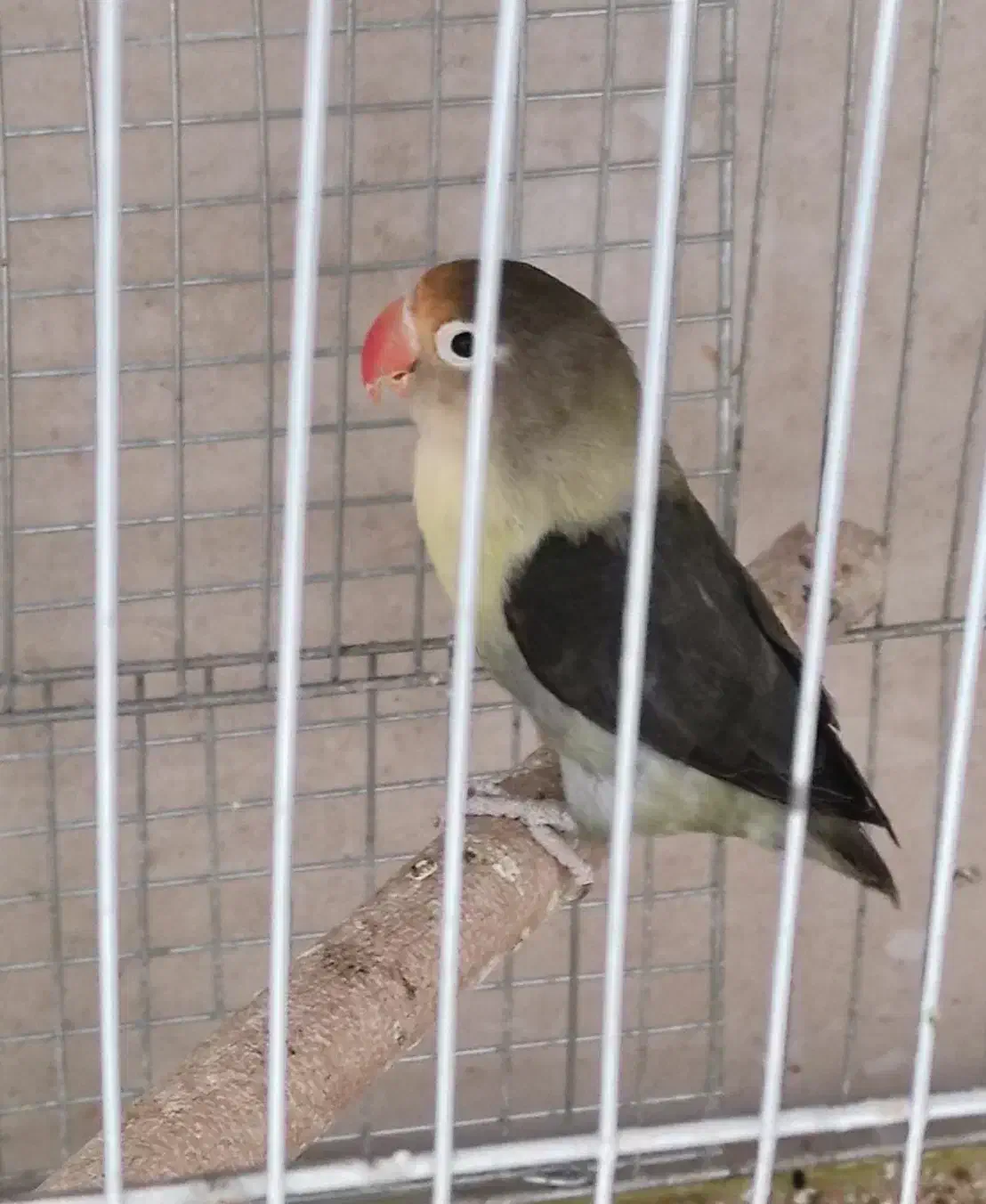 کوتوله برزیلی|پرنده|کازرون, |دیوار