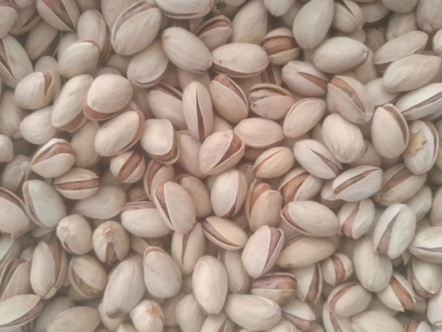 پسته حسن عباسی و احمدآقایی|خوردنی و آشامیدنی|قم, شهرک سازمان آب|دیوار