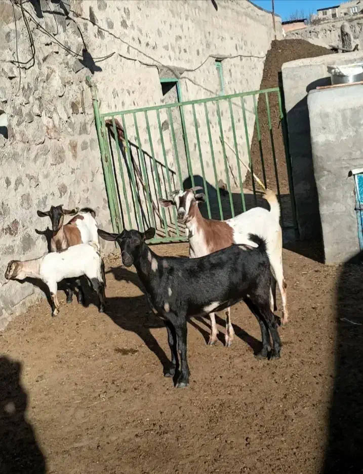 بز غاله|حیوانات مزرعه|اهر, |دیوار