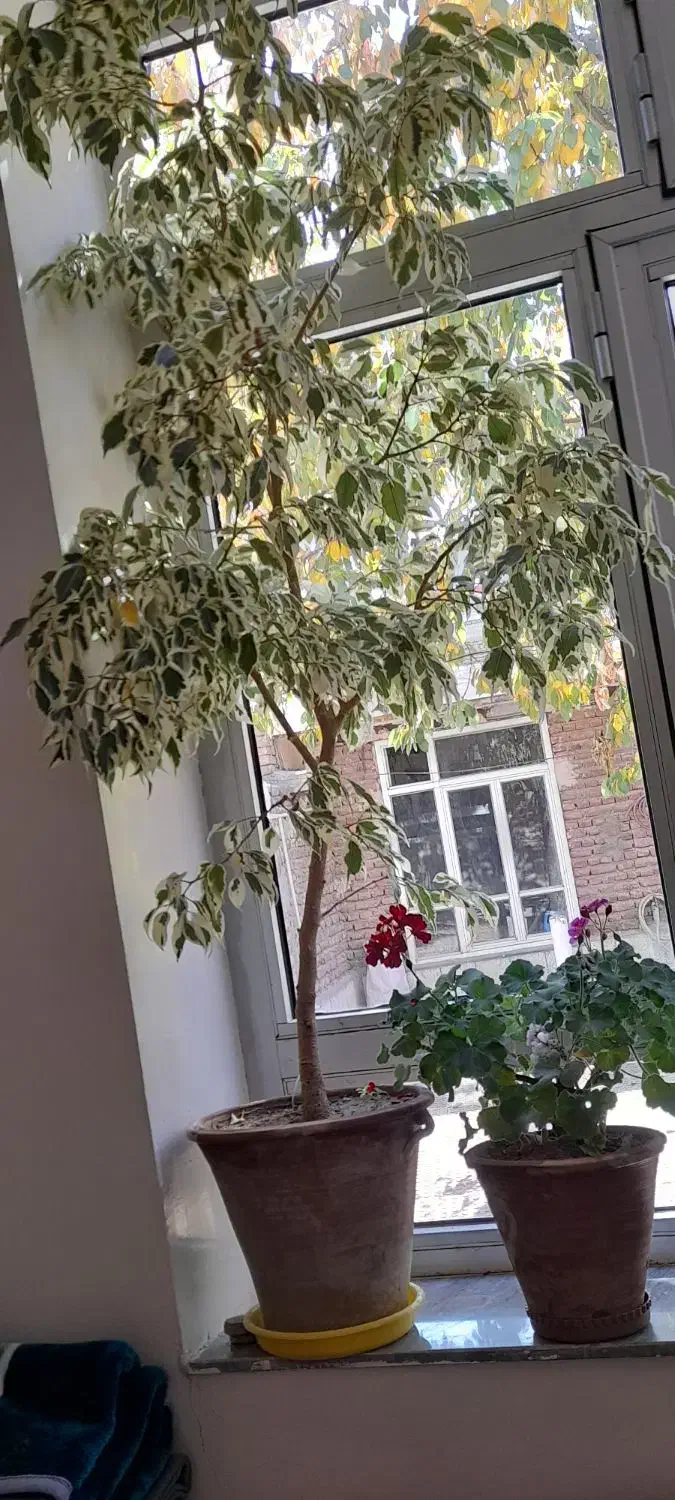 گل بنزامین|گل و گیاه طبیعی|اسکو, |دیوار