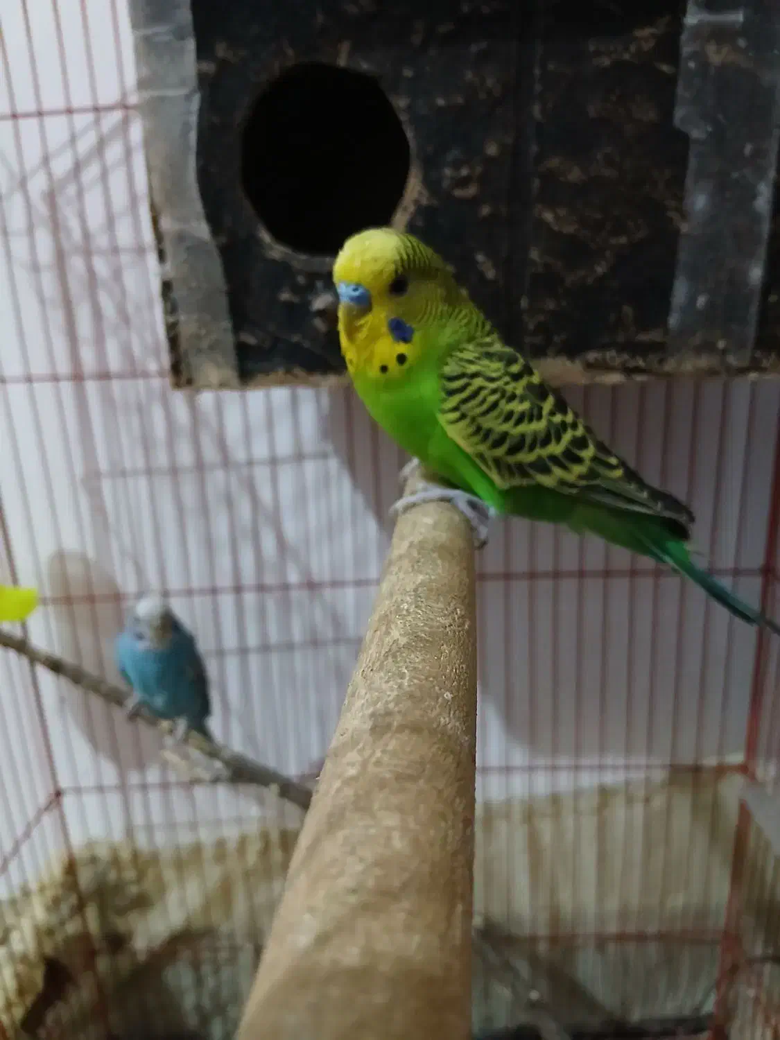 سه عدد مرغ عشق|پرنده|کوه چنار, |دیوار