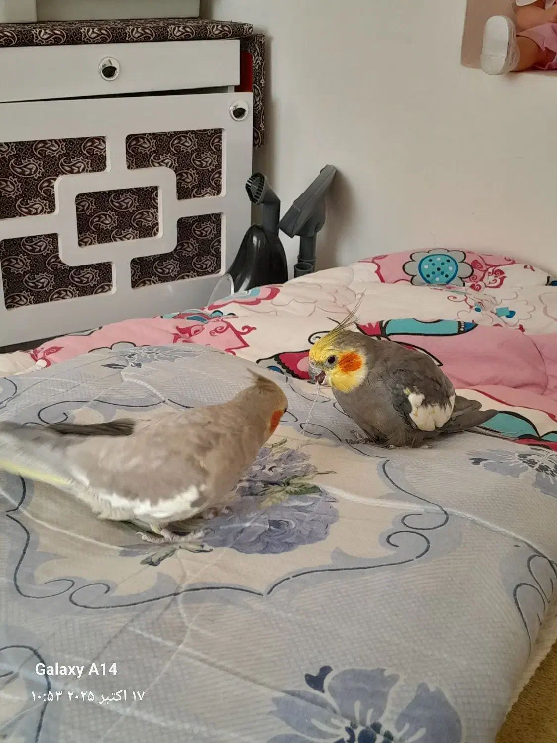 دوتا عروس هلندی نرماده سالم|پرنده|تربتحیدریه, نواب صفوی|دیوار