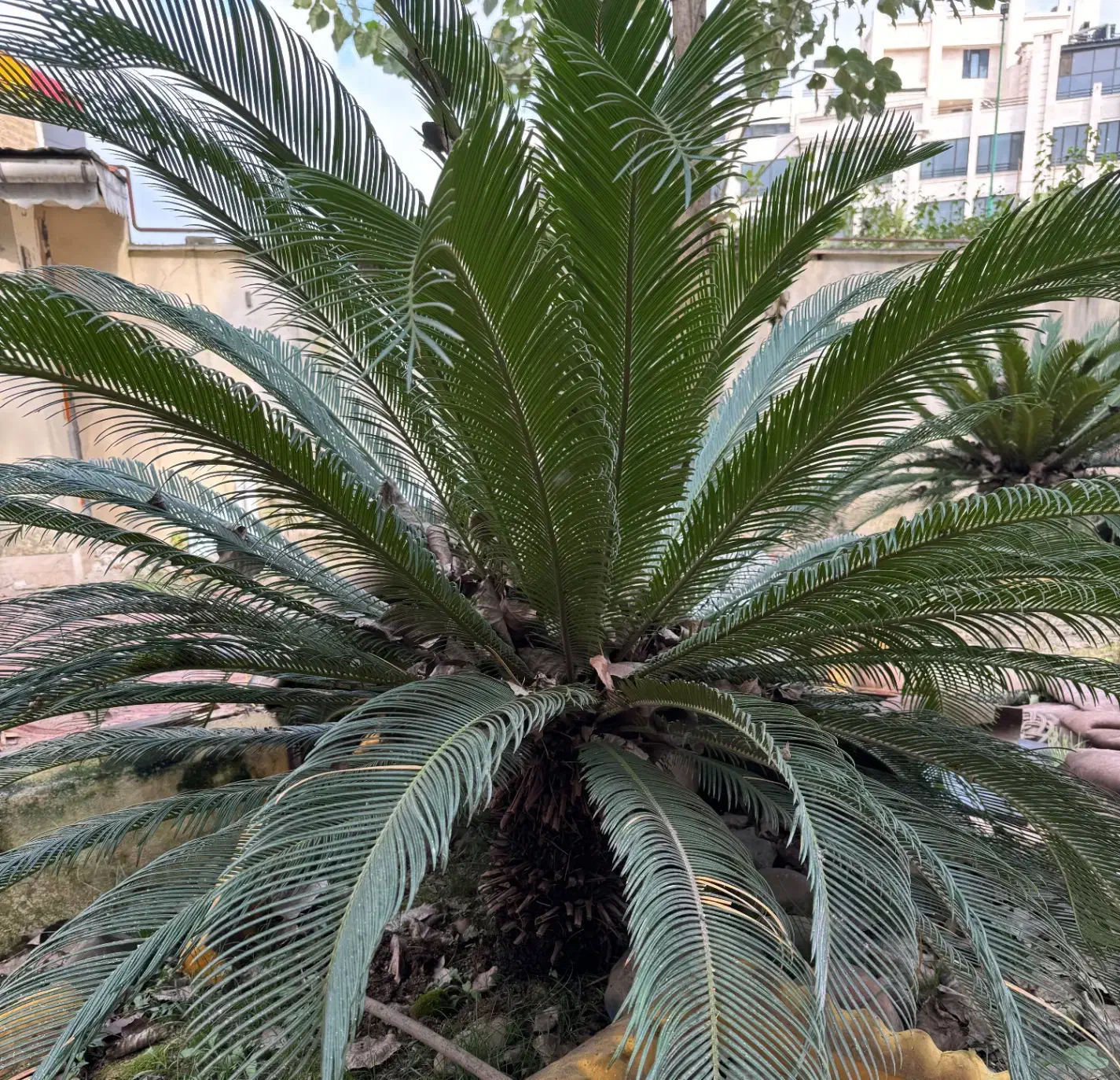 سیکاس ۱۴ساله|گل و گیاه طبیعی|لاهیجان, کوی خزر|دیوار