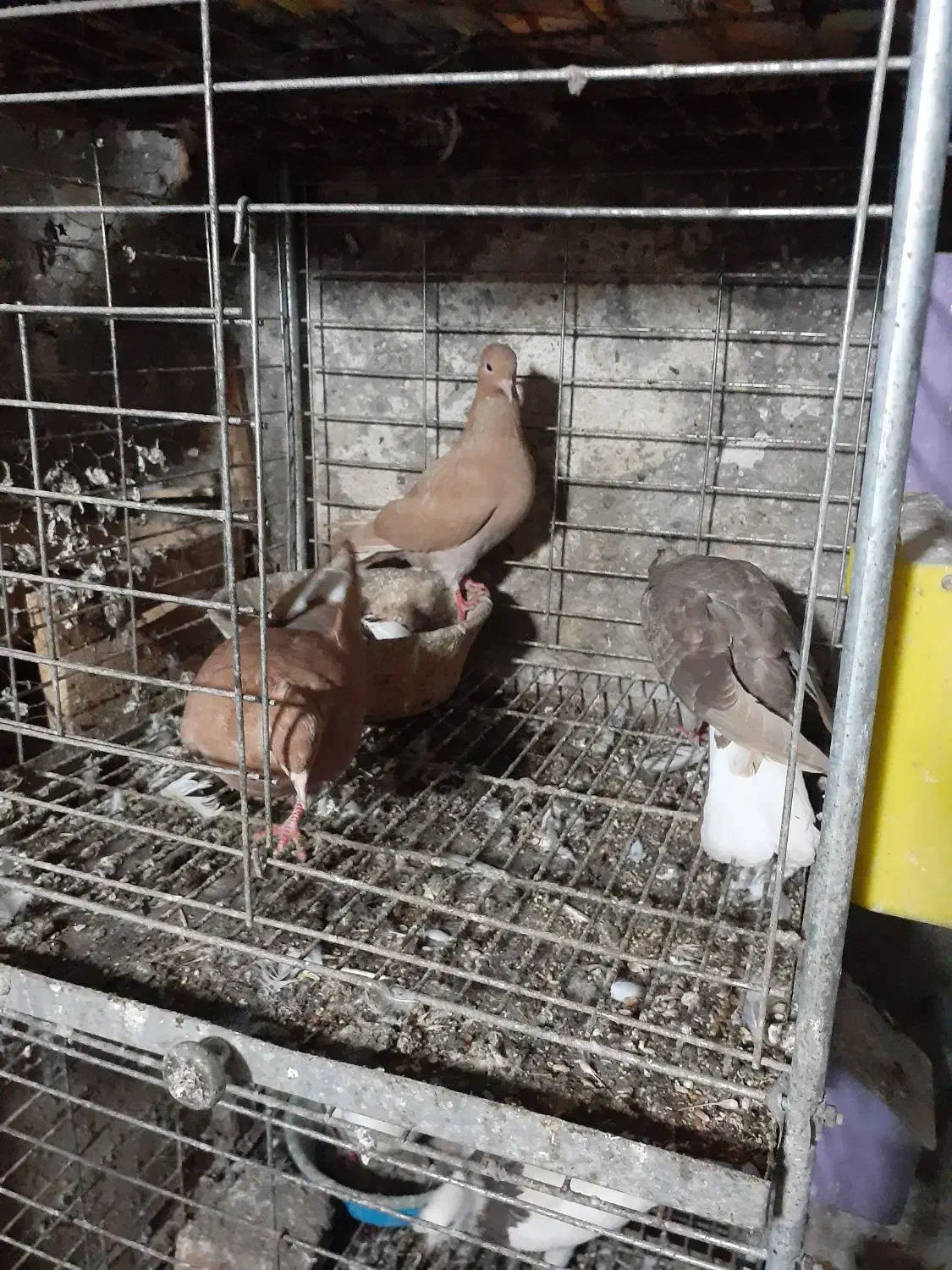 کبوتر دمسفید و طوقی|پرنده|آمل, |دیوار