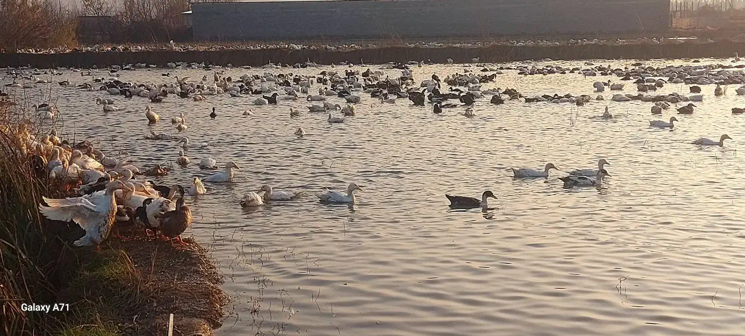 فروش اردک شالیزار|حیوانات مزرعه|چمستان, |دیوار