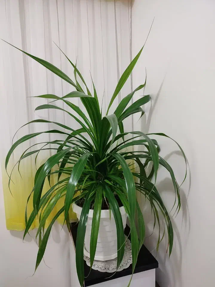 گل زیبای آپارتمانی|گل و گیاه طبیعی|مریوان, |دیوار