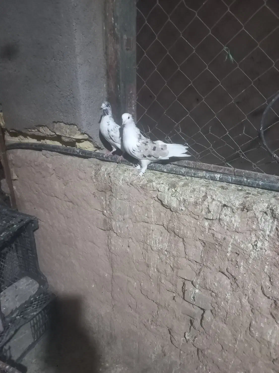 فروش کبوترهای هما و سبز|پرنده|گرمسار, |دیوار