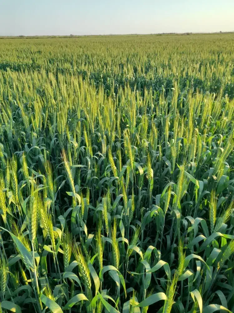 زمین برای اجاره شلتوک مخوام|فعالیت داوطلبانه|شوشتر, |دیوار