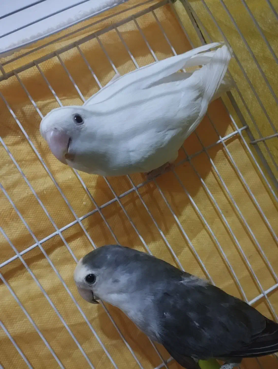 جفت کوتوله برزیلی|پرنده|تربت جام, امام|دیوار