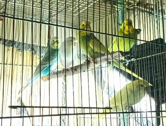 مرغ عشق|پرنده|مشهد, مشکینی (شهرک غرب)|دیوار