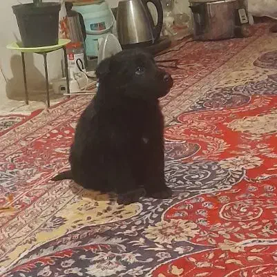 سگ بلک|سگ|کرمانشاه, |دیوار