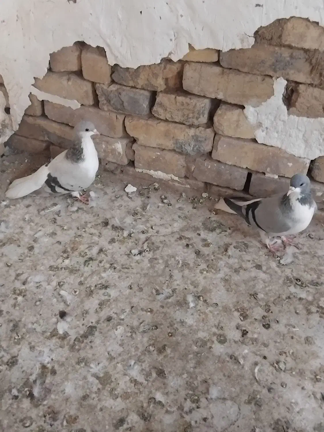 کبوتر بدرنگ ماده وخوشرنگ ماده به شرط|پرنده|دشتابی, |دیوار