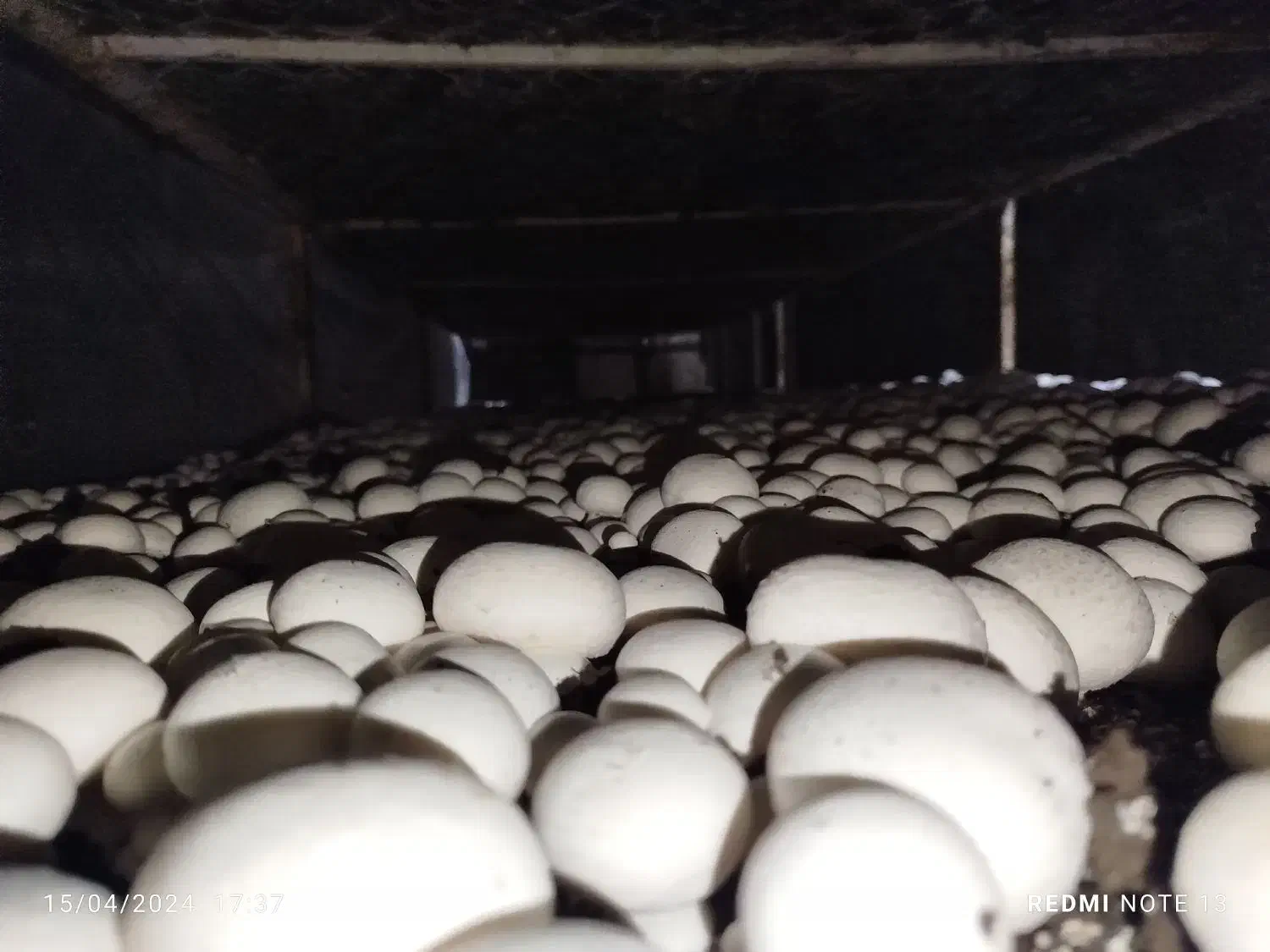 کمپوست قارچ|عمده‌فروشی|تربت‌حیدریه, شهدا|دیوار