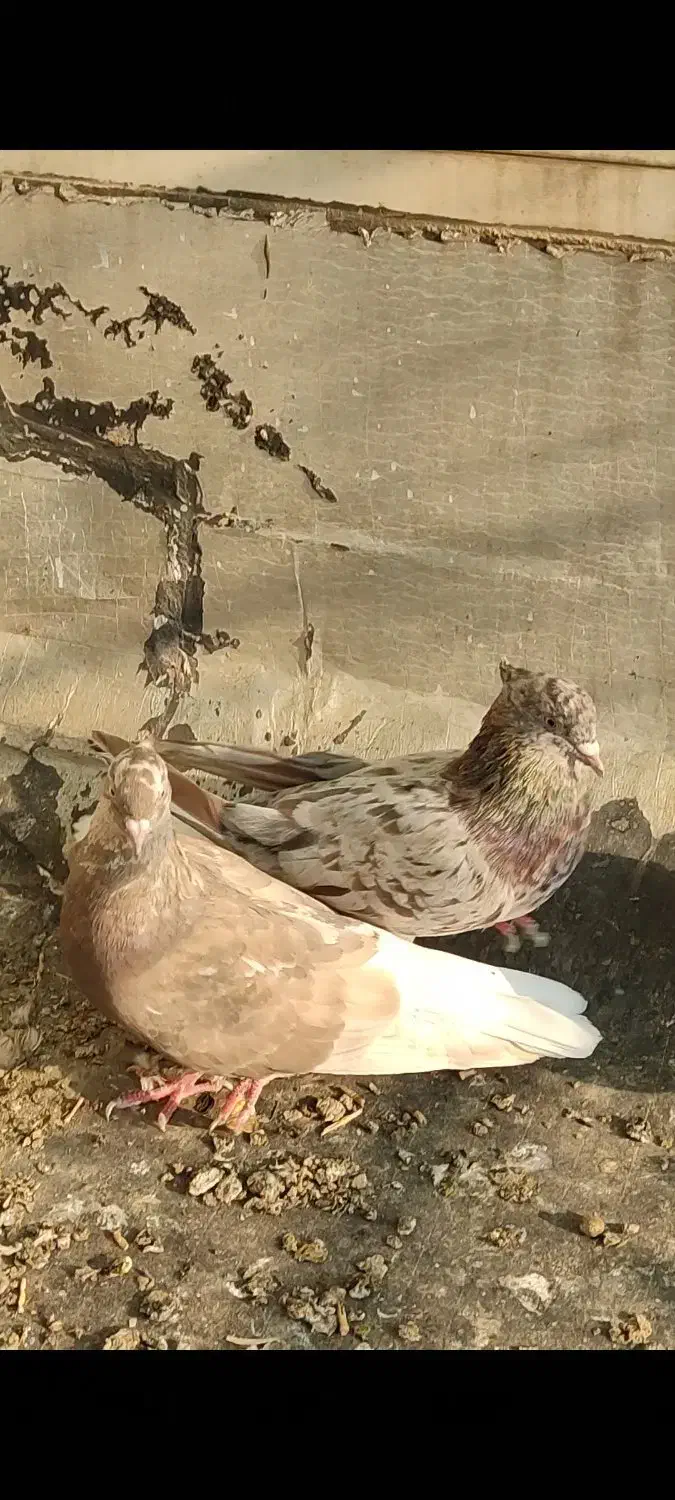 دم سفید دمبی طوقی چپ سفید|پرنده|باوی, |دیوار