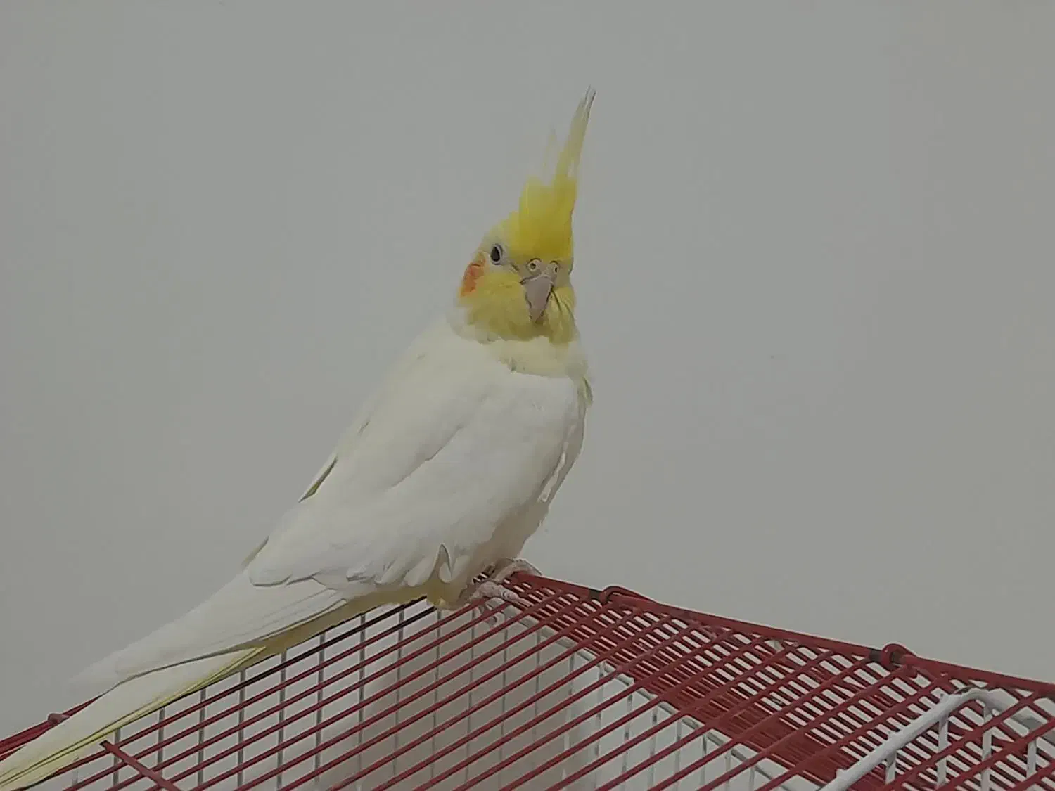 عروس هلندی ماده|پرنده|قروه, |دیوار