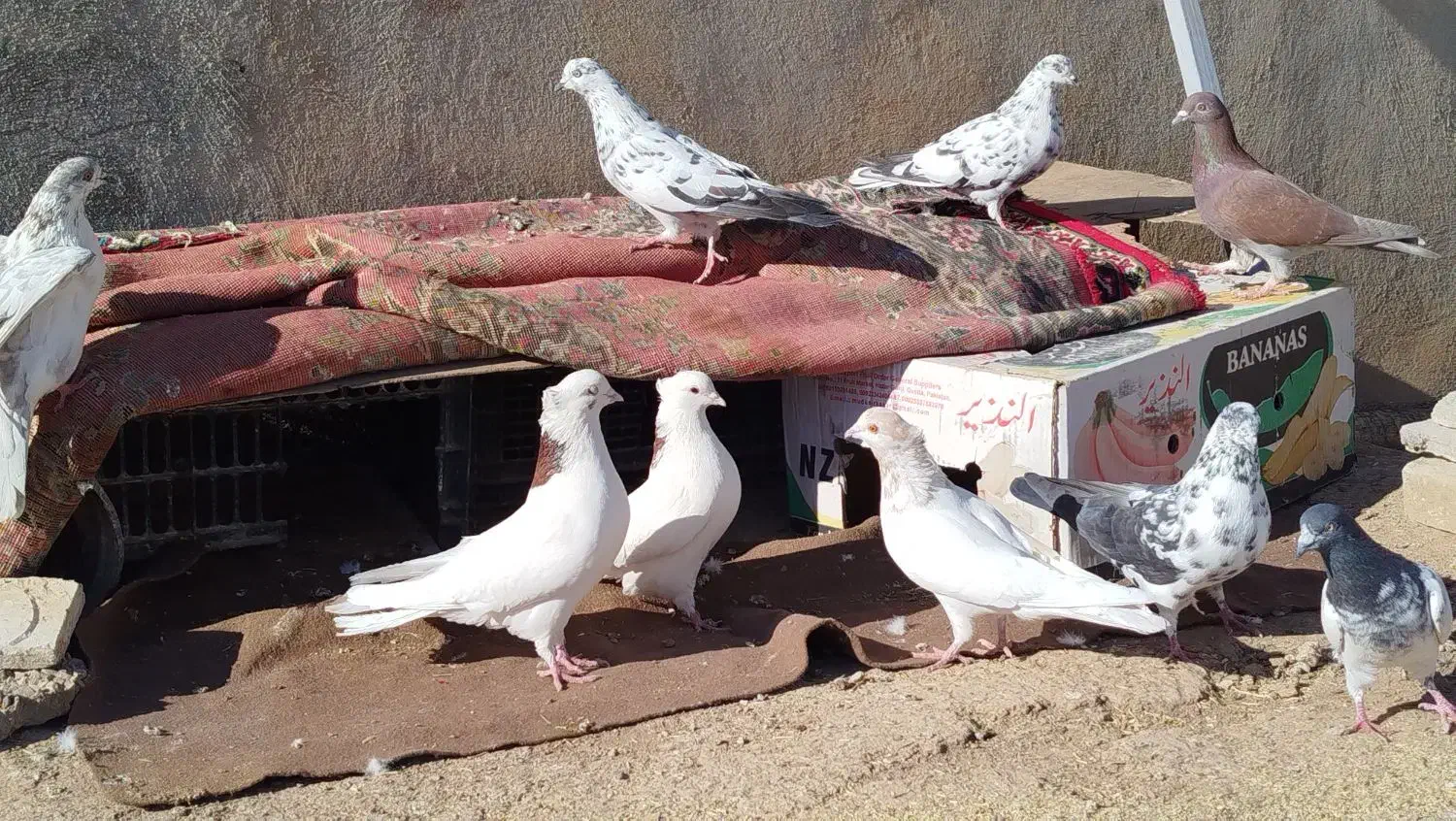 کبوتر زور دار واقعی|پرنده|ماهیدشت, |دیوار