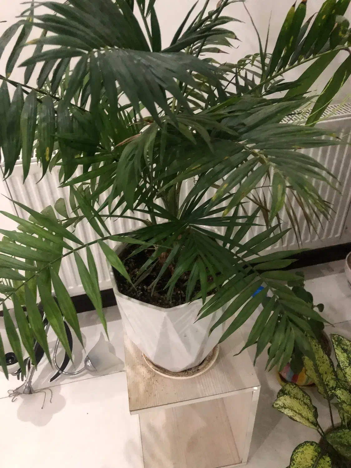 مجموعه گل زیبا|گل و گیاه طبیعی|اندیشه, شهرک مریم|دیوار