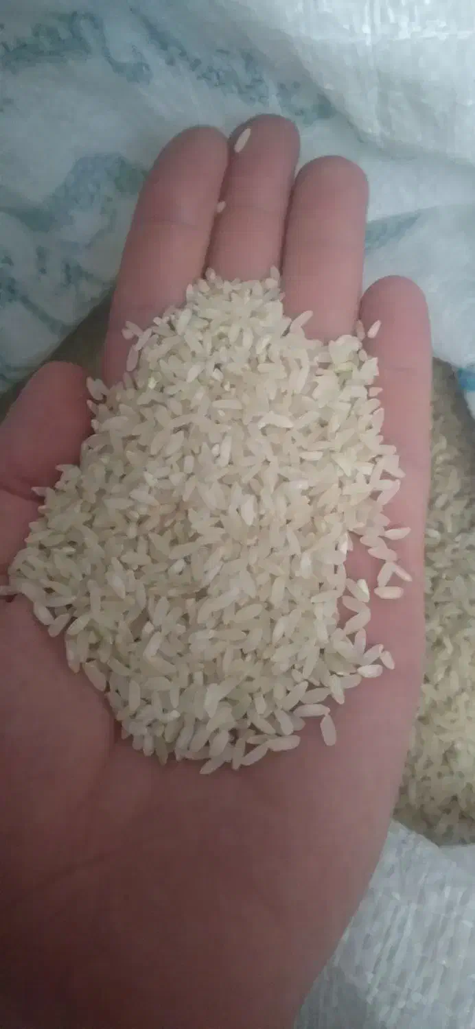 برنج کامفیروزی|خوردنی و آشامیدنی|شیراز, باغشهر اهل بیت|دیوار