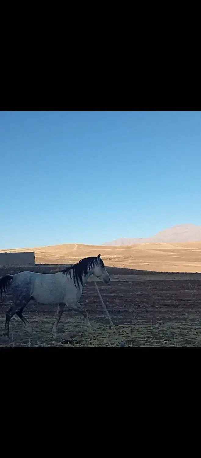 اسب نژاد دار|اسب و تجهیزات اسبسواری|نورآباد, |دیوار