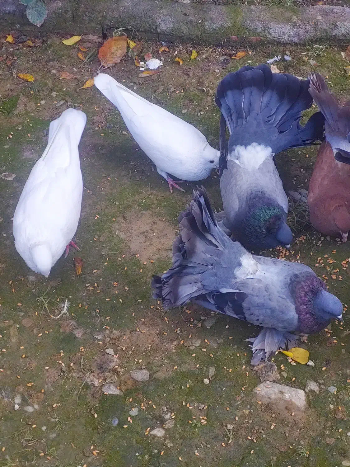 معاوصه سفید مهر کاکلی دمچتری گردن لرزون|پرنده|کردکوی, |دیوار