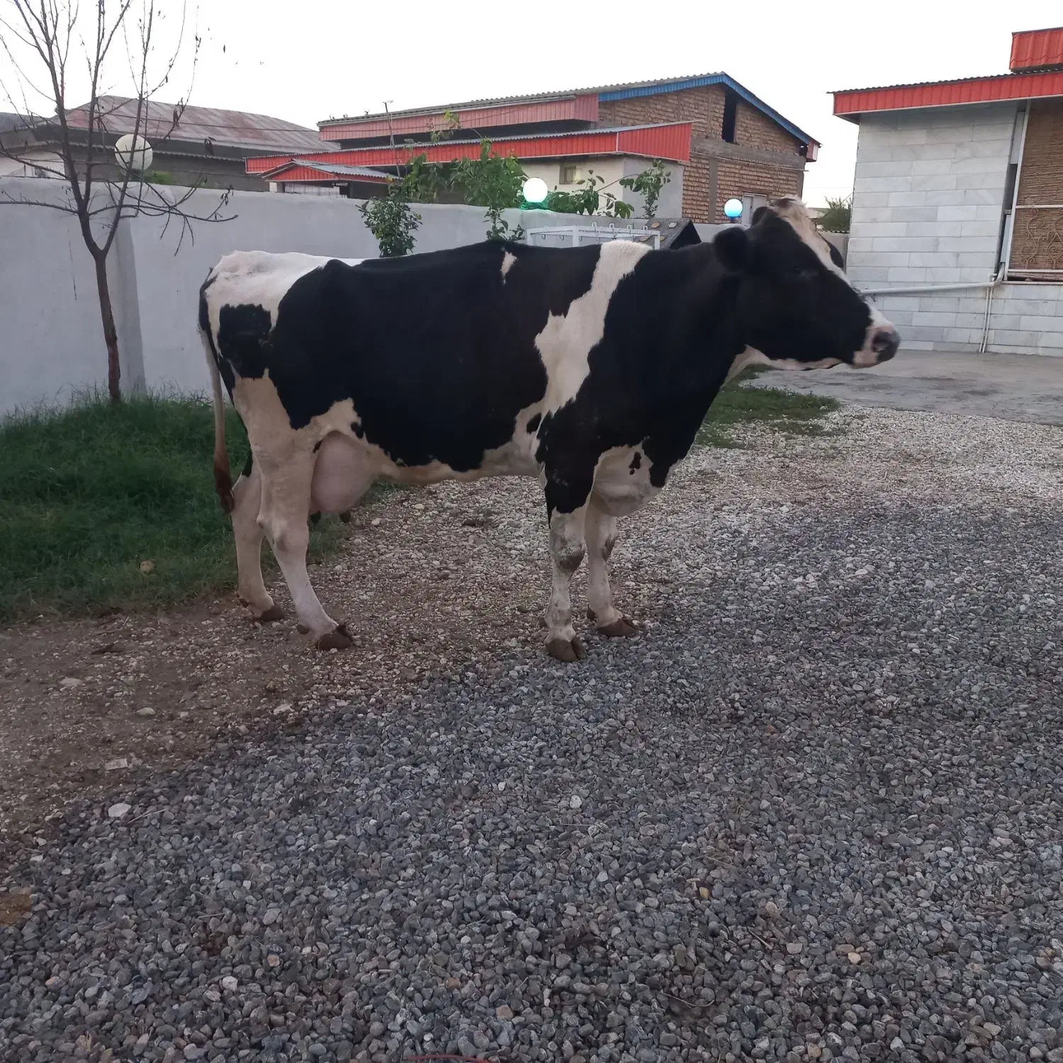 گاو۵۵کیلو شیر ابستن|حیوانات مزرعه|بندر ترکمن, |دیوار