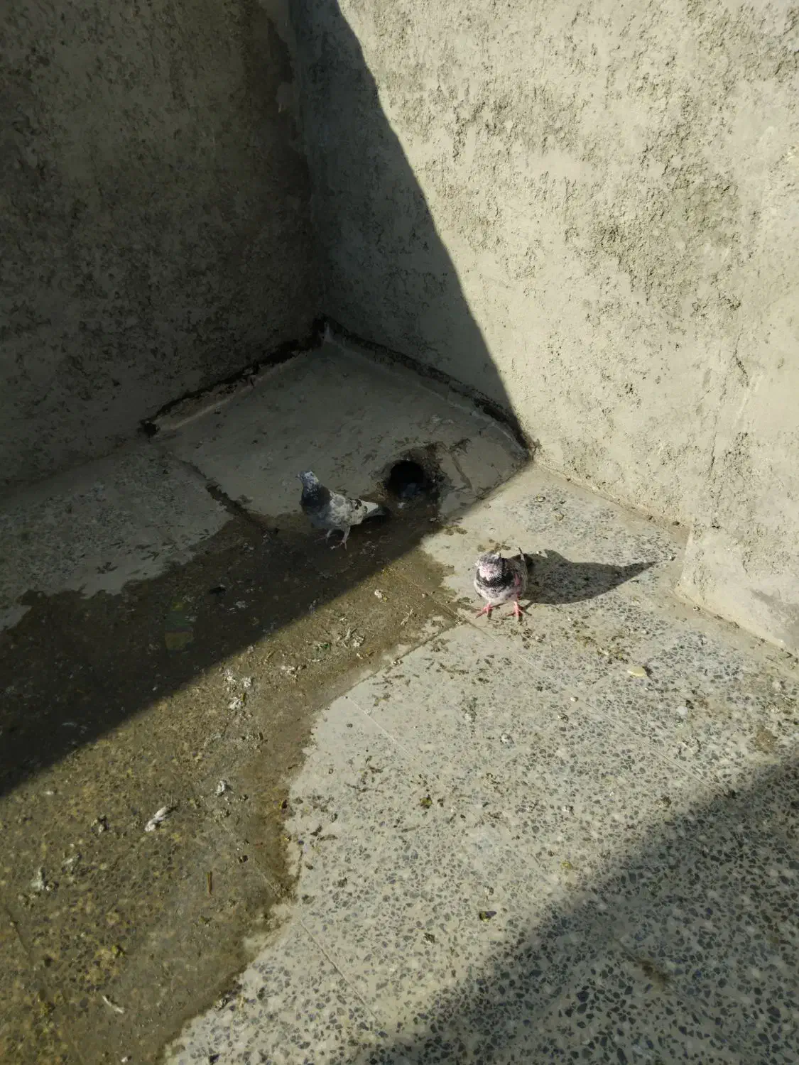 سوسکی|پرنده|پیر بکران, |دیوار