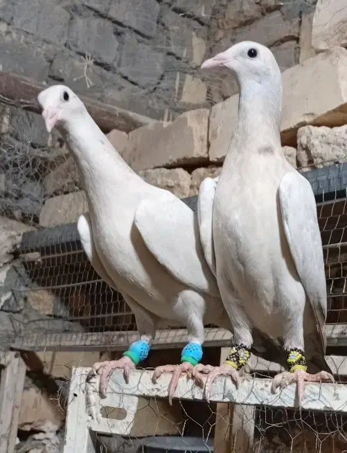 کفتر|پرنده|قم, یزدان‌شهر|دیوار