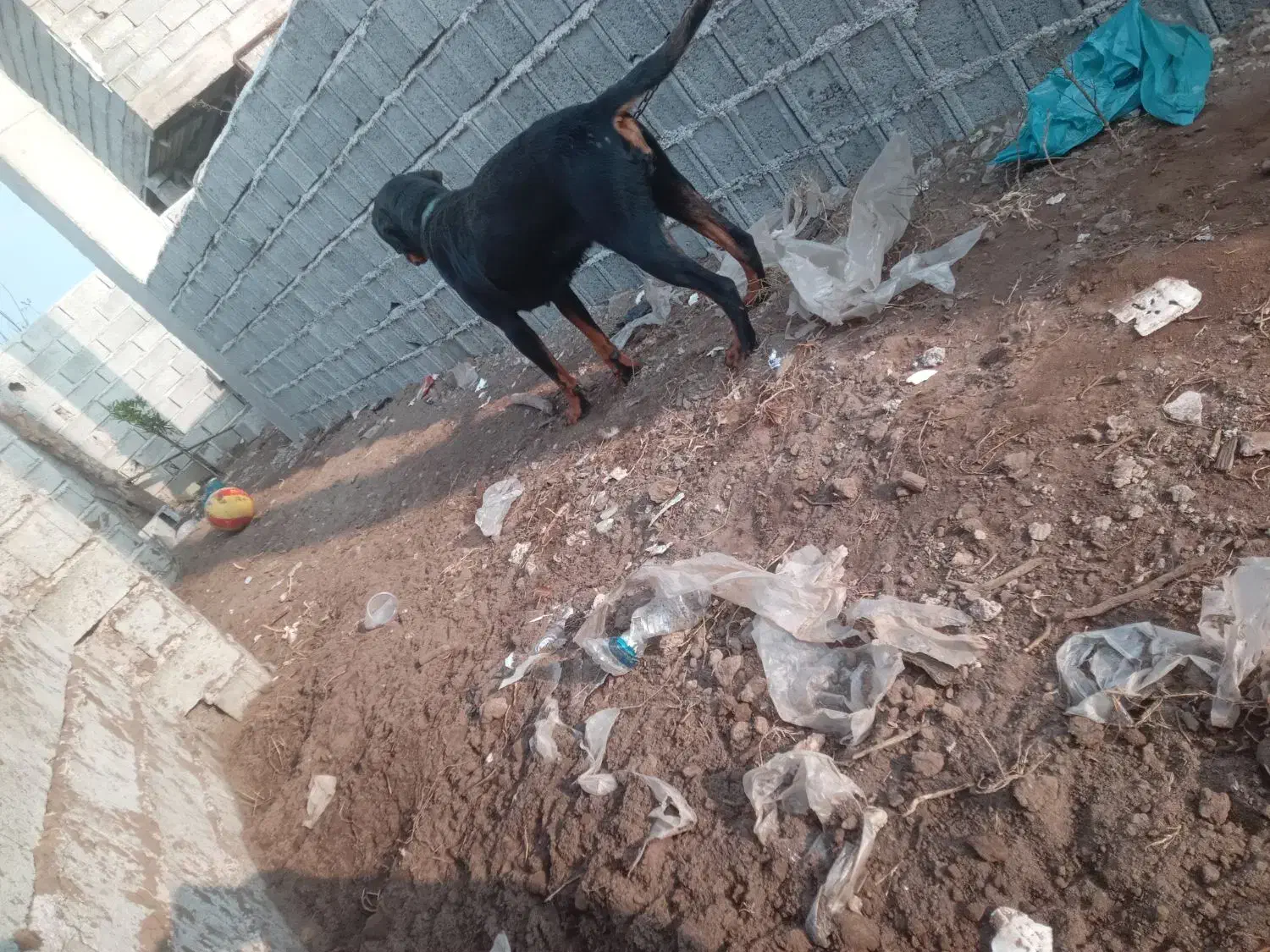 واگذاری لودفایدر ریگان نیست|سگ|رودبنه, |دیوار