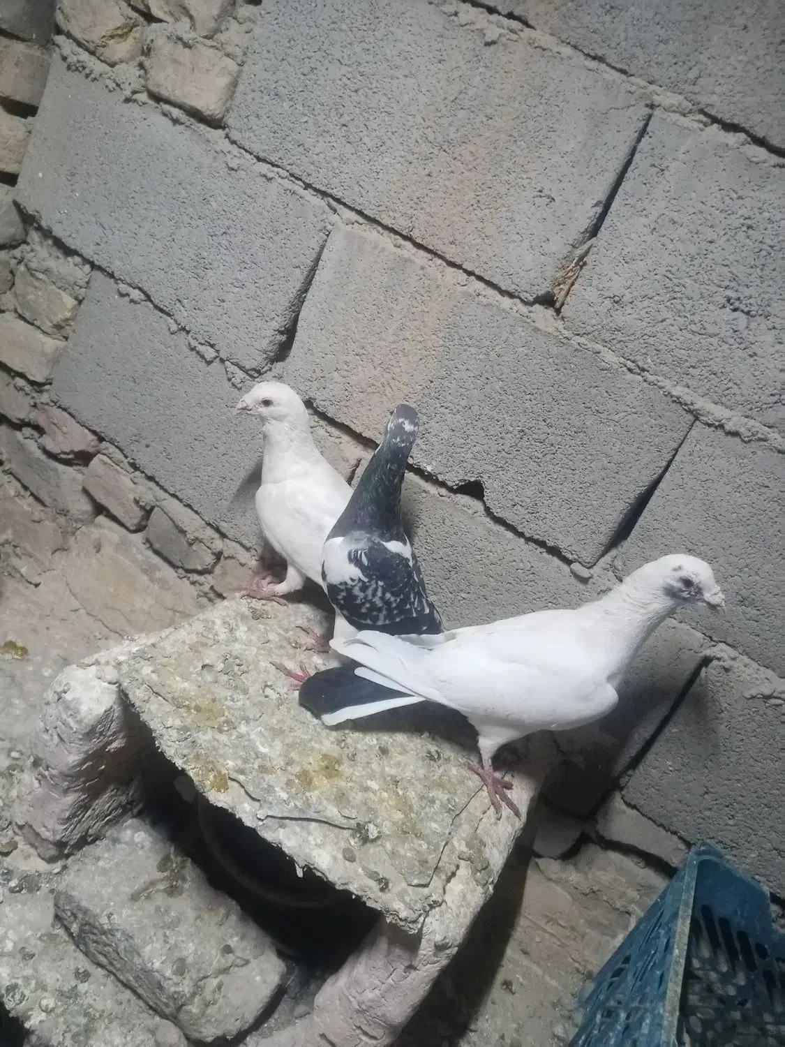 کبوتر پرشی المانی|پرنده|سبزوار, شهرک صنعتی خاوران|دیوار