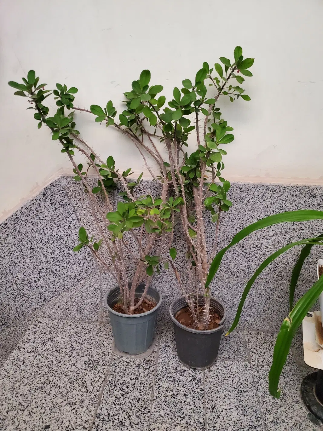 گل مرجان|گل و گیاه طبیعی|اصفهان, چشمه باقرخان|دیوار