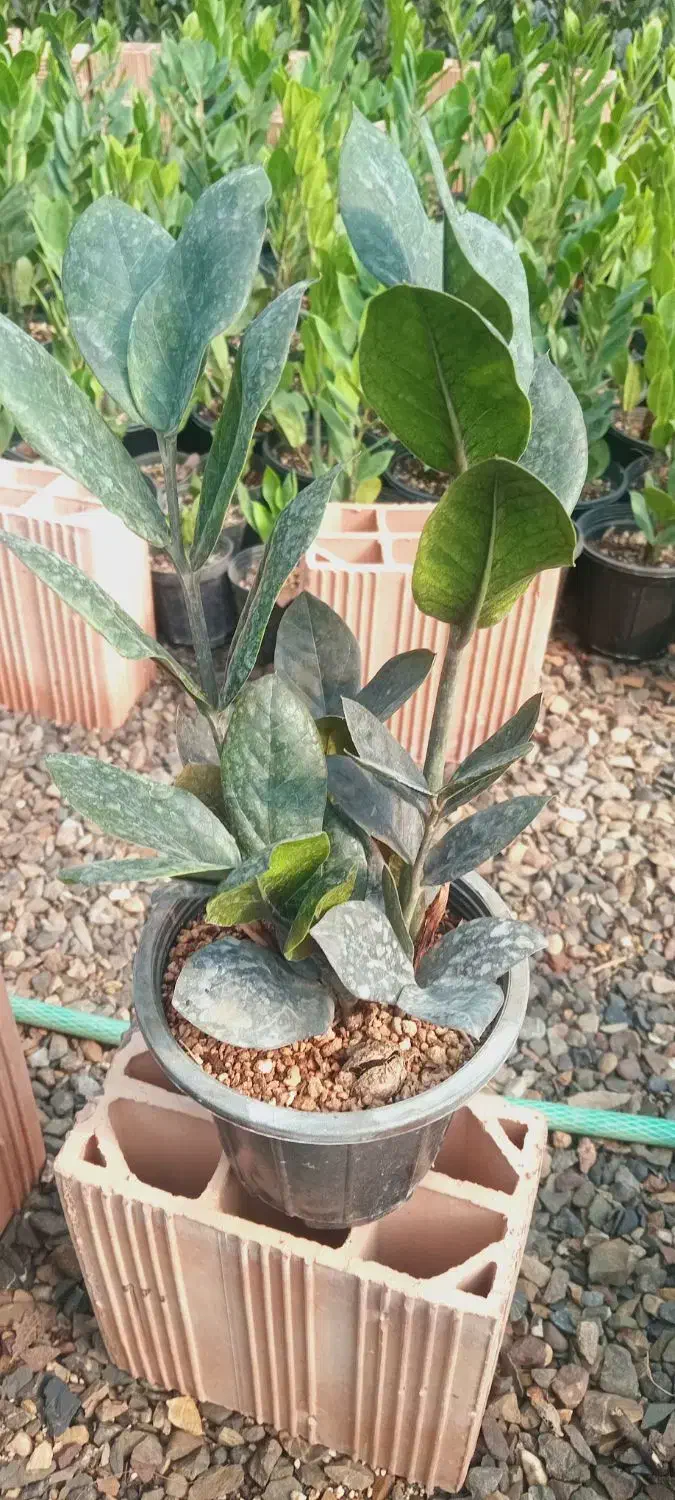 فروش گل گیاه در گلخانه|گل و گیاه طبیعی|فاضل آباد, |دیوار