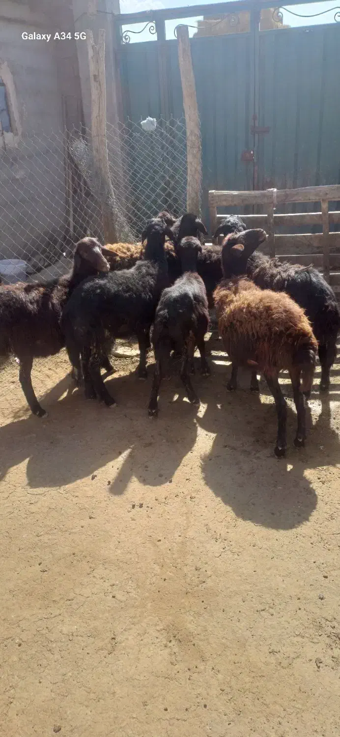 بره ماده قره قزل و افشاری|حیوانات مزرعه|اردبیل, |دیوار