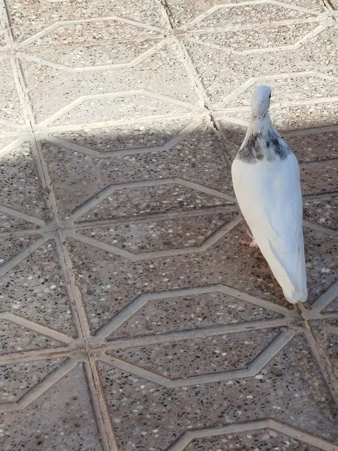 کفتر|پرنده|فردوس (خراسان), |دیوار