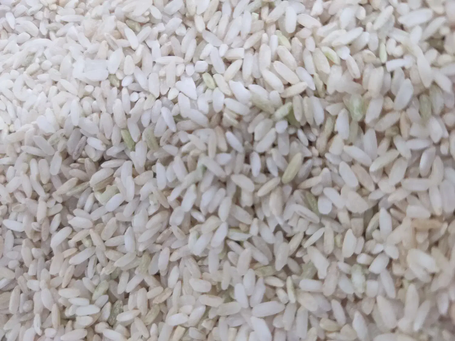 برنج چمپا|خوردنی و آشامیدنی|چیتاب, |دیوار