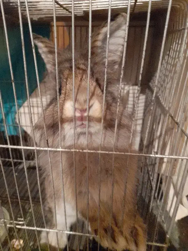 واگذاری رایگان خرگوش|موش و خرگوش|تهران, شمشیری|دیوار